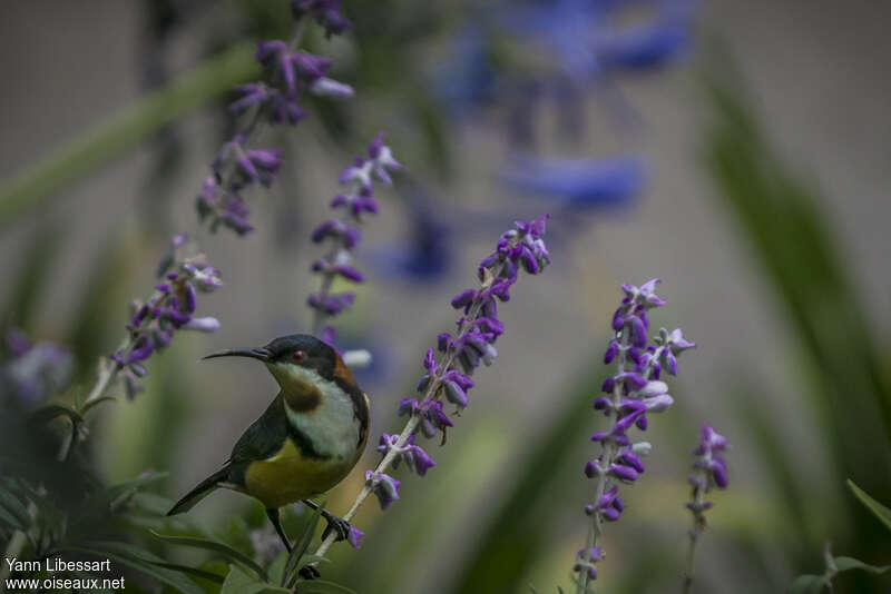 Eastern Spinebill