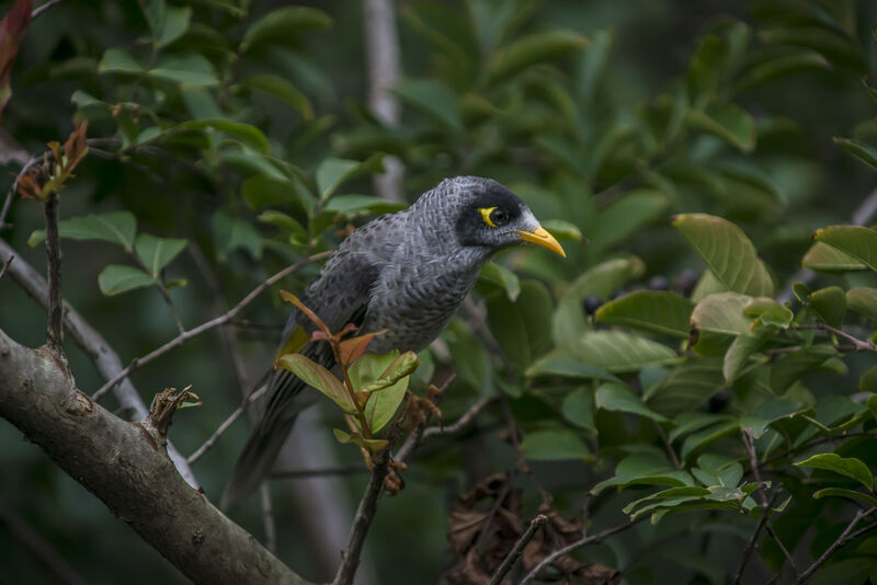 Noisy Miner