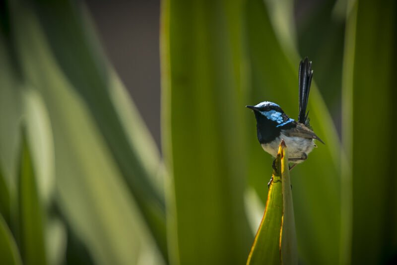 Superb Fairywren