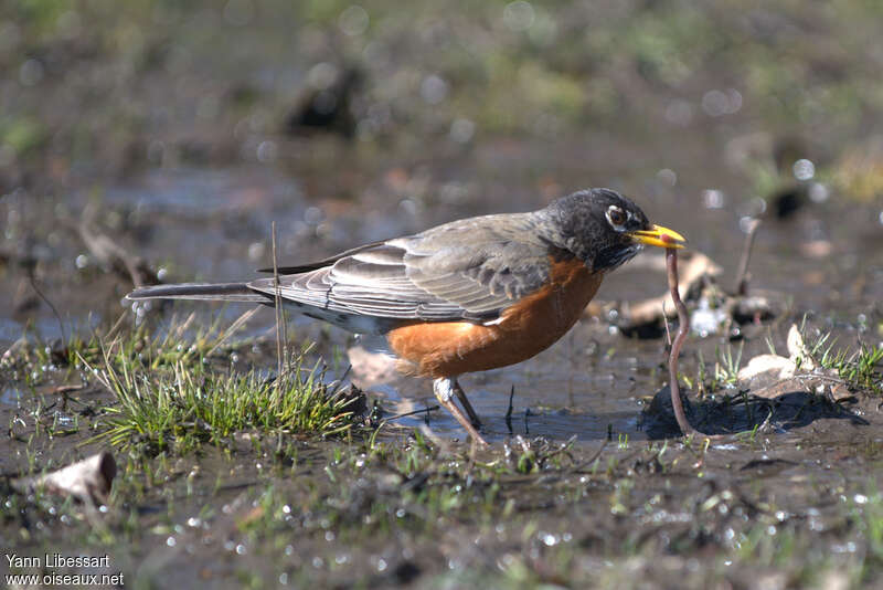 American Robinadult, fishing/hunting