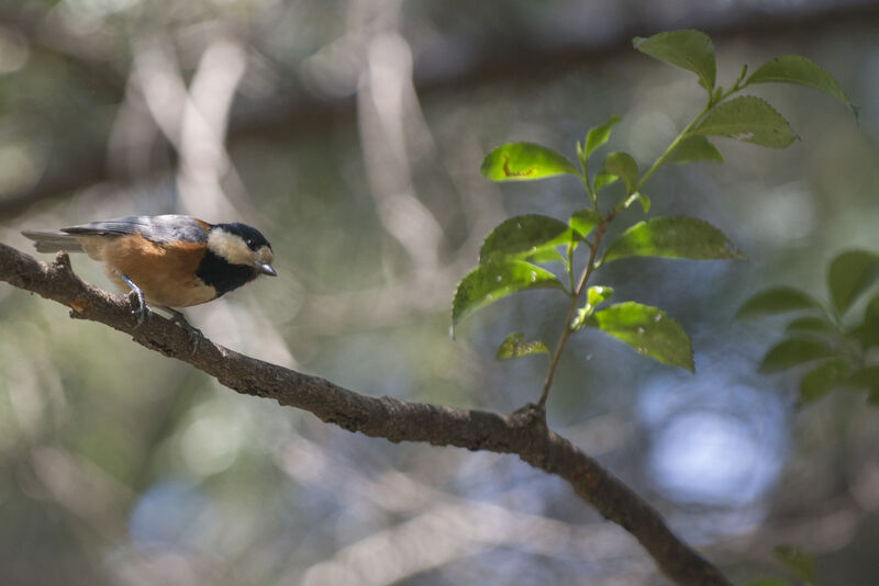 Varied Tit