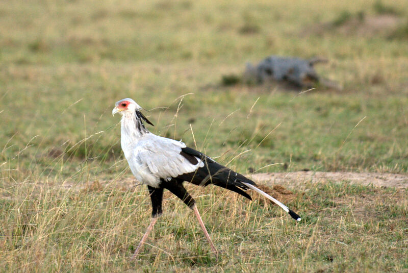 Secretarybird