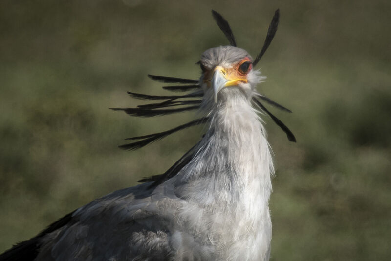 Secretarybird