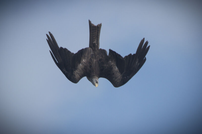 Yellow-billed Kite