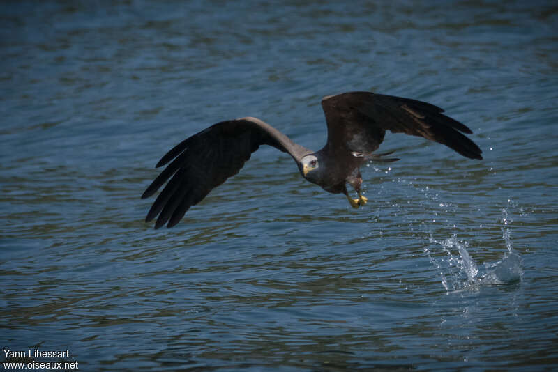 Milan à bec jauneadulte, pêche/chasse