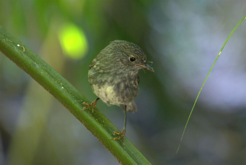 North Island Robinjuvenile, identification