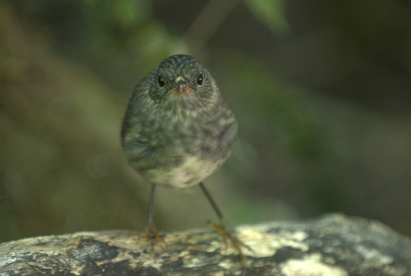 North Island Robin