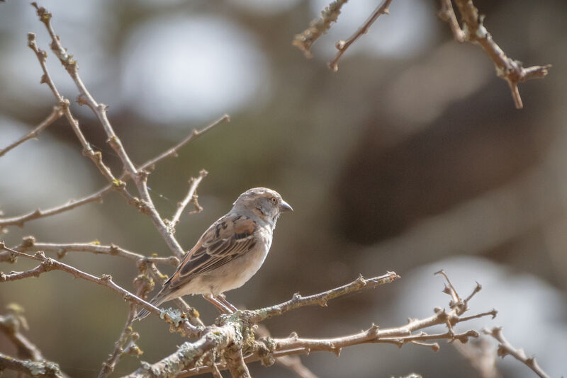 Kenya Sparrow