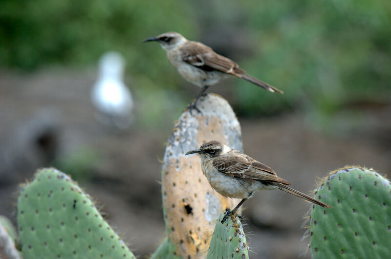 Galapagos Mockingbird 