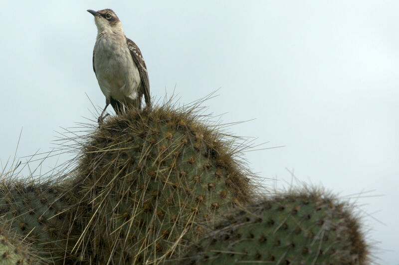 Galapagos Mockingbird