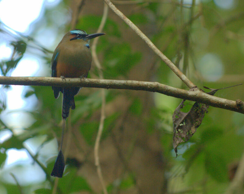 Turquoise-browed Motmot