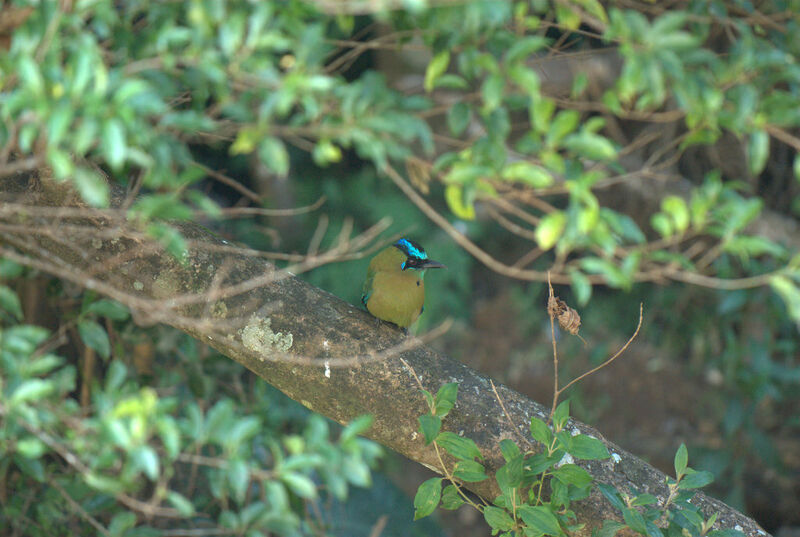 Motmot houtouc