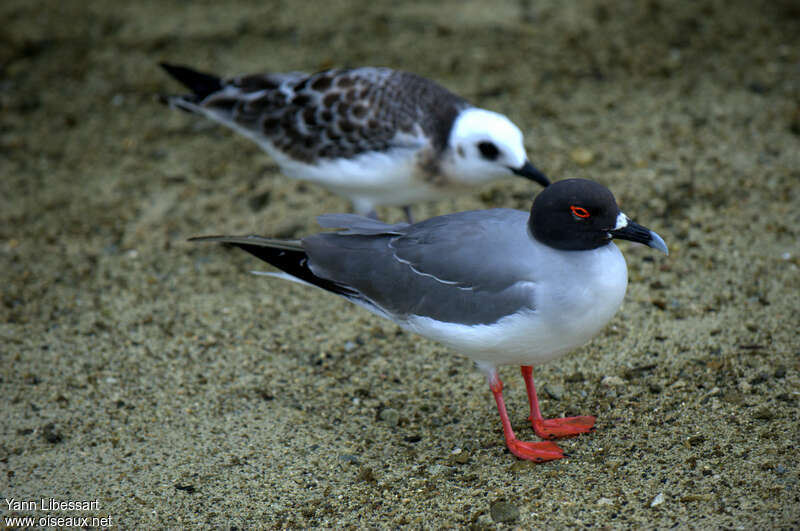 Mouette à queue fourchue, pigmentation