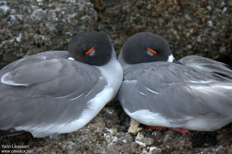 Mouette à queue fourchueadulte, pigmentation, Comportement