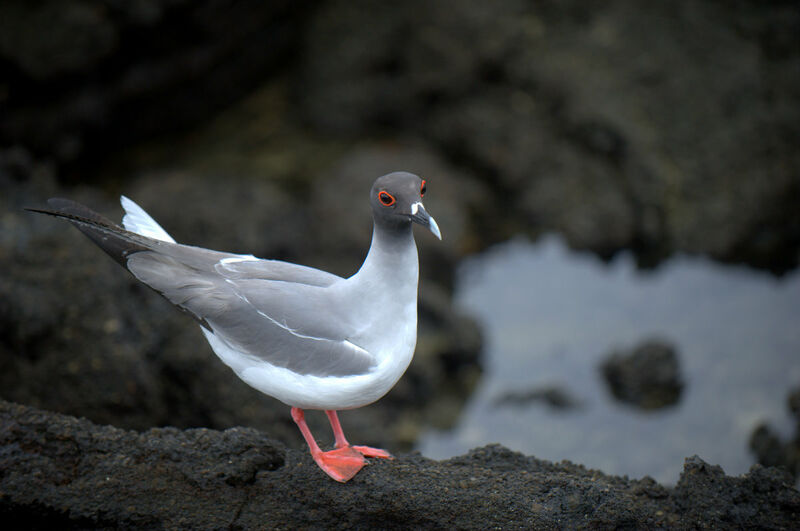 Swallow-tailed Gull