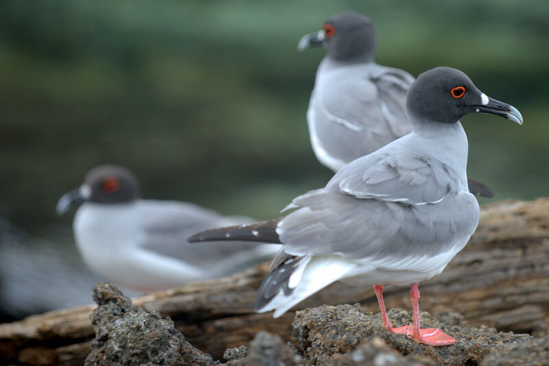 Swallow-tailed Gull