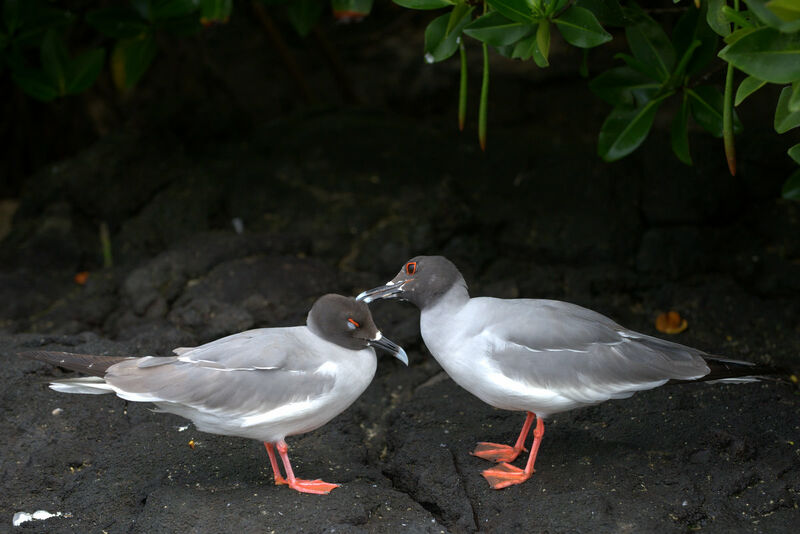 Mouette à queue fourchue