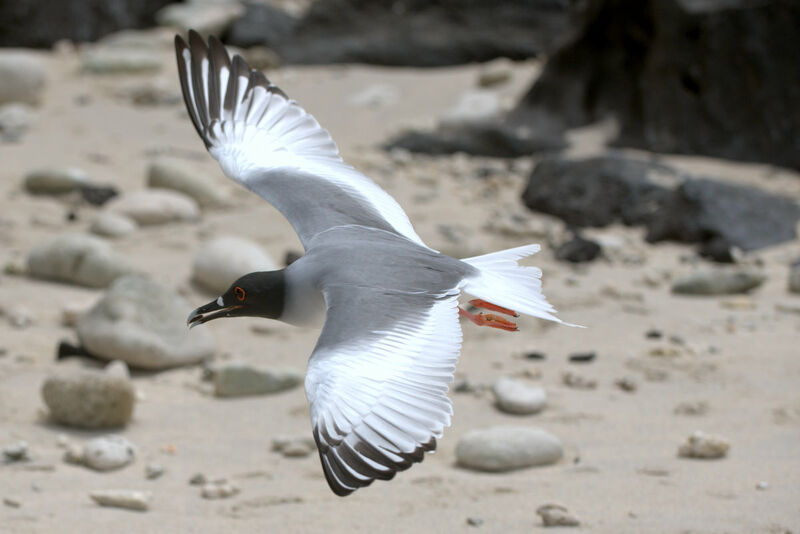 Mouette à queue fourchue, Vol