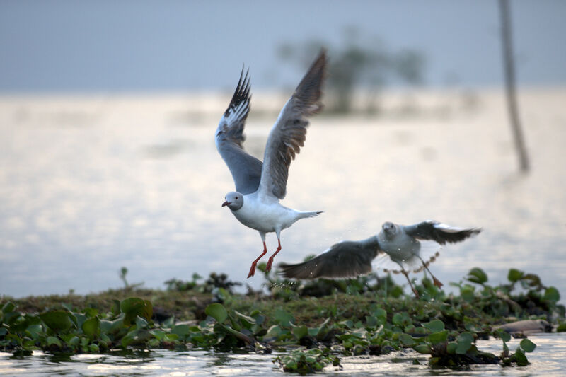 Mouette à tête grise