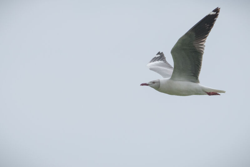 Mouette à tête grise