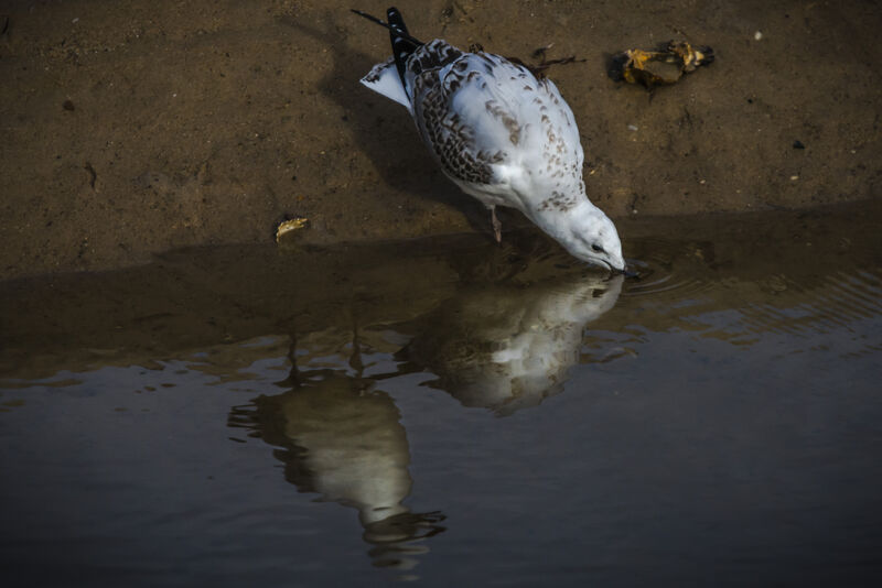 Mouette argentée