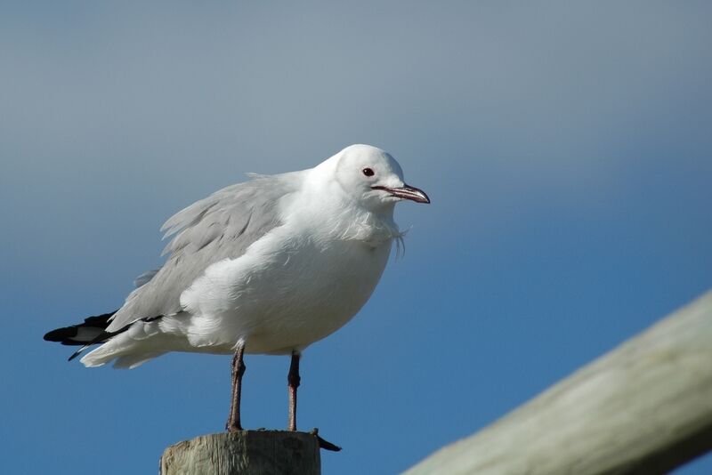 Mouette de Hartlaub