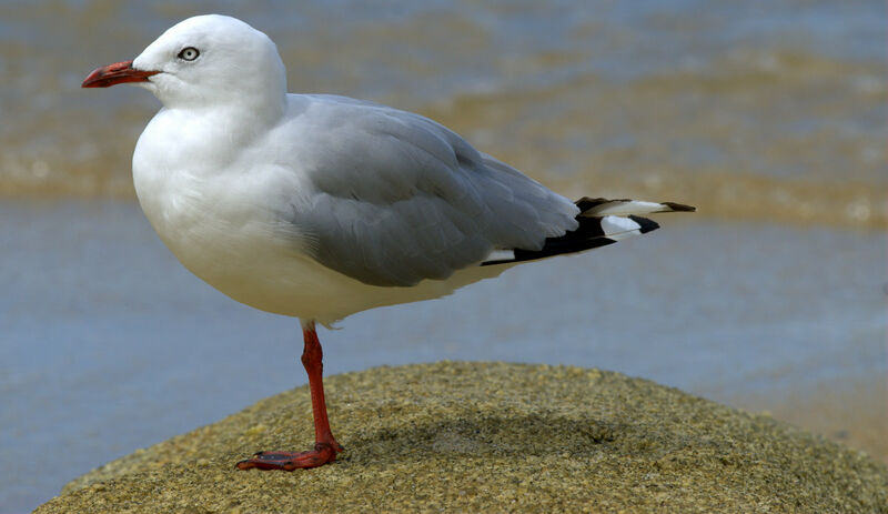 Mouette scopuline