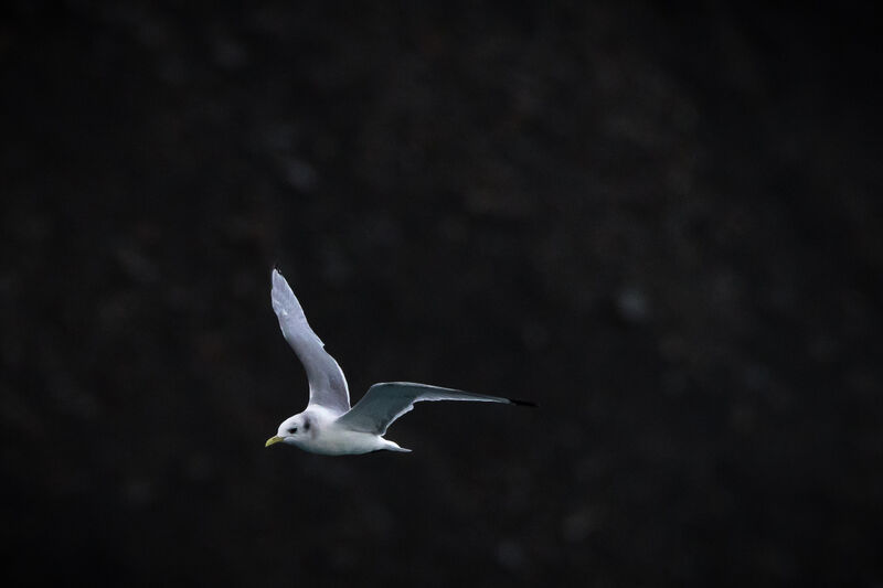 Mouette tridactyle