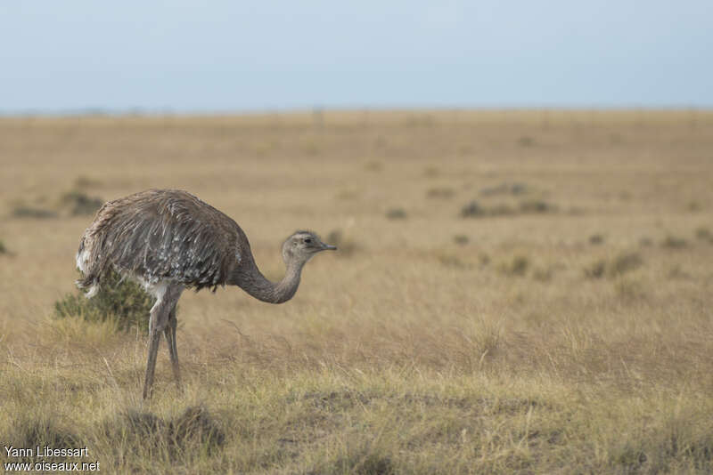 Lesser Rheaadult, identification