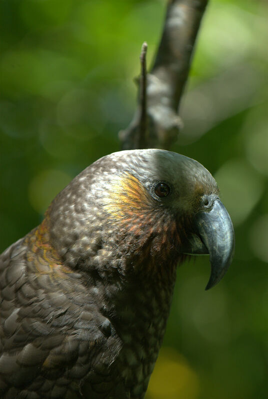 New Zealand Kaka