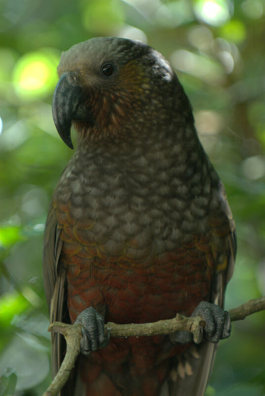 New Zealand Kaka