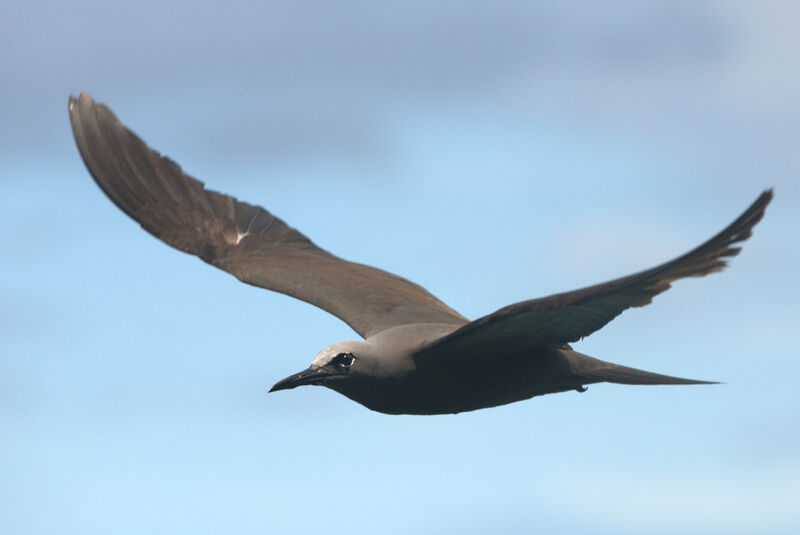 Brown Noddy, Flight