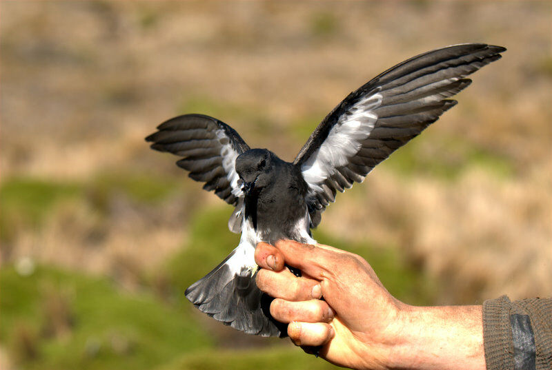 Black-bellied Storm Petrel