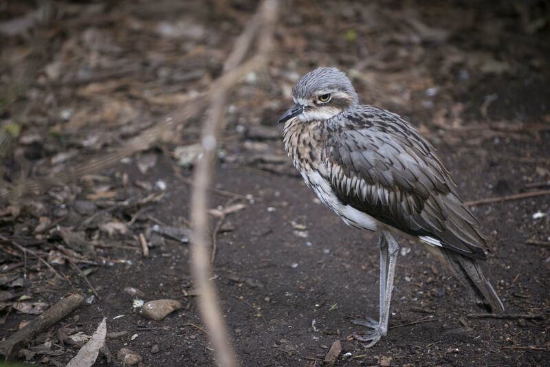 Bush Stone-curlew