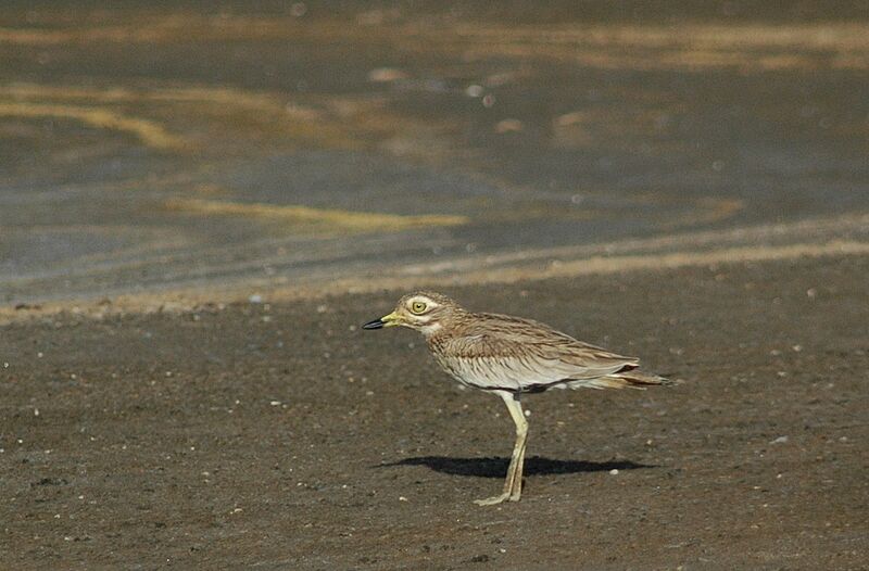 Senegal Thick-knee