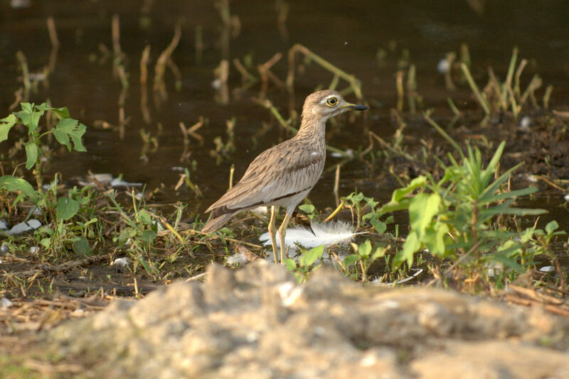 Senegal Thick-knee