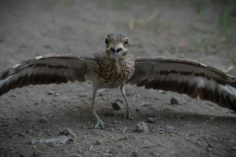 Water Thick-knee, Behaviour