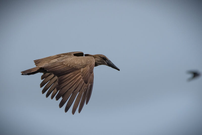 Hamerkop