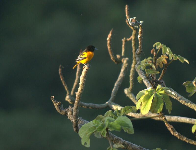 Baltimore Oriole