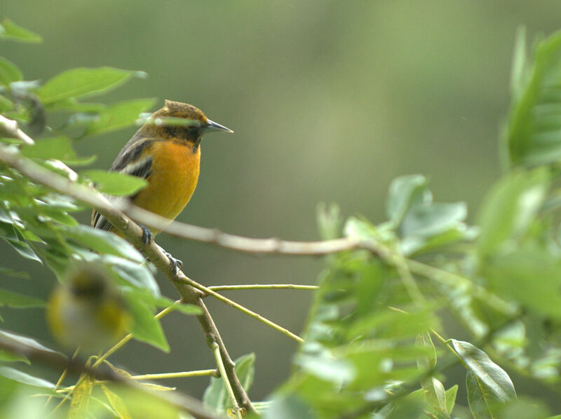 Baltimore Oriole