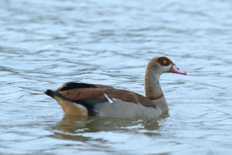 Egyptian Goose