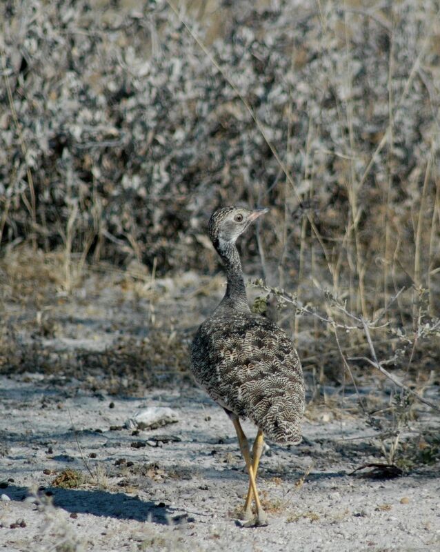 Red-crested Korhaan