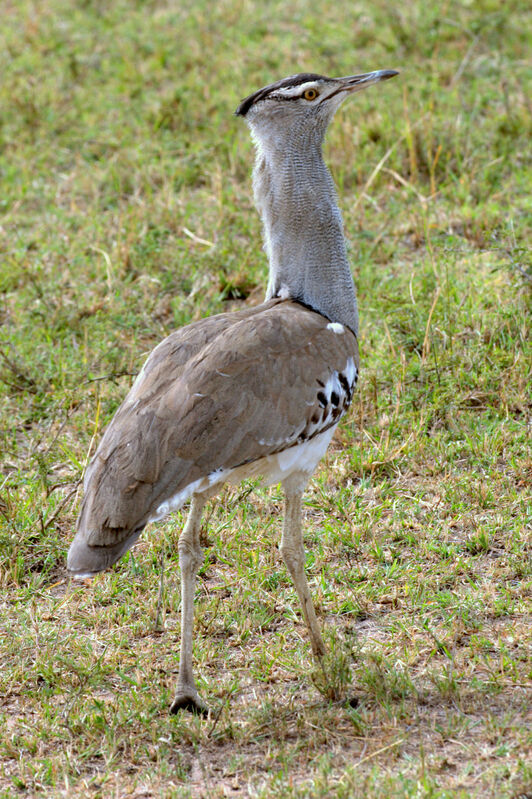 Kori Bustard