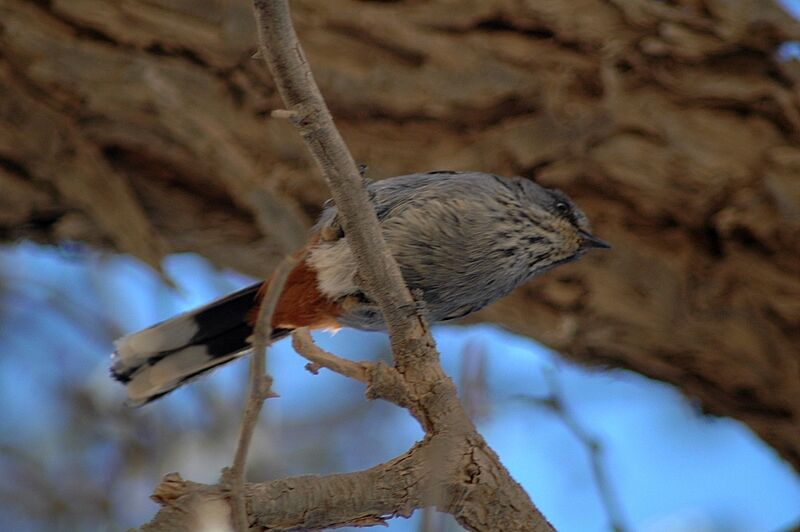 Chestnut-vented Warbler