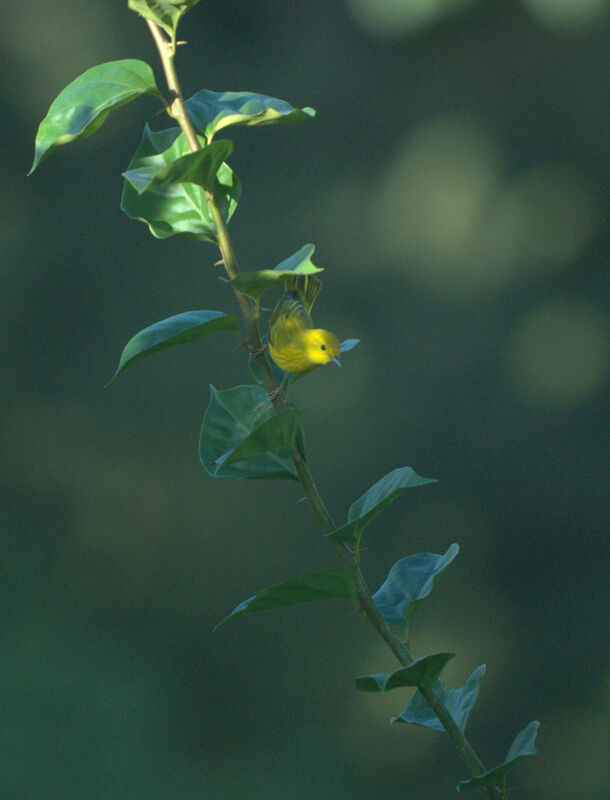 Paruline des mangroves