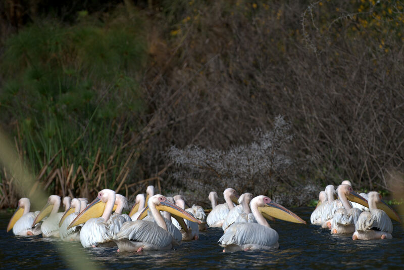 Great White Pelican