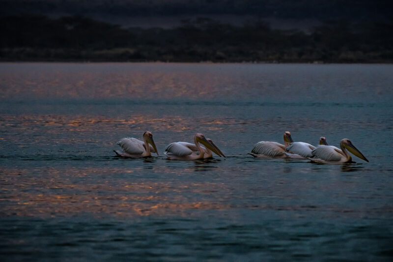 Great White Pelican