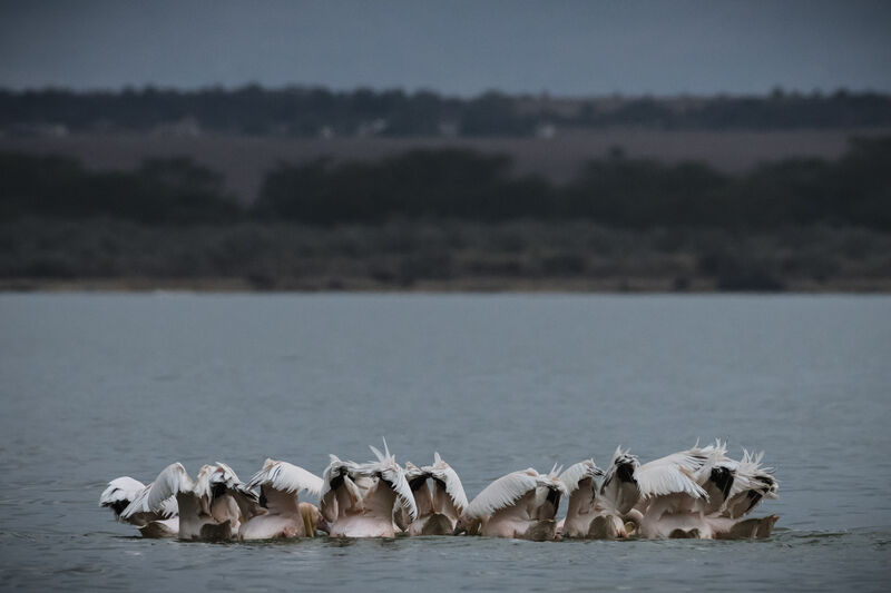 Pélican blanc, pêche/chasse