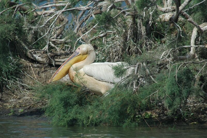 Great White Pelican