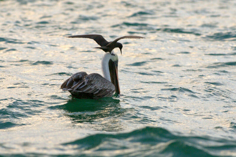 Brown Pelican